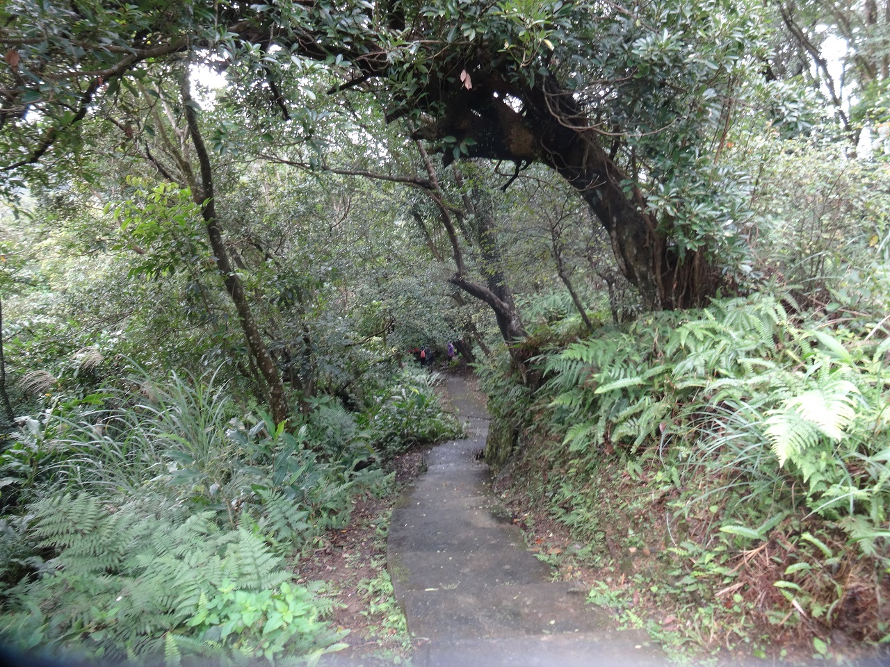 桂花林步道