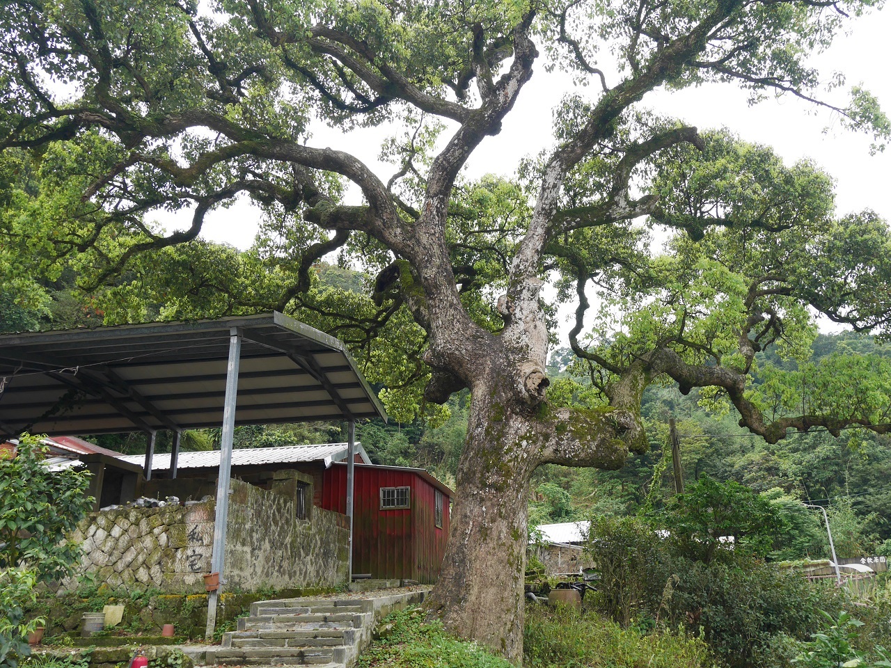 百年老樟樹